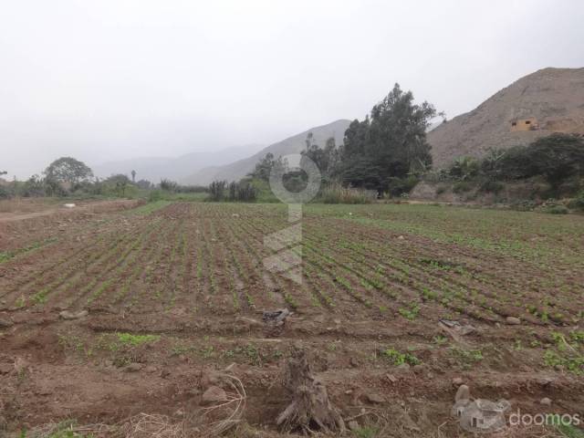 Terreno Agrícola-Pachacamac