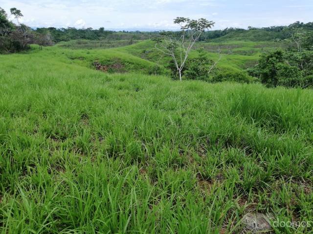 TERRENO 30 -  90  - 200 HECTAREAS - UCAYALI