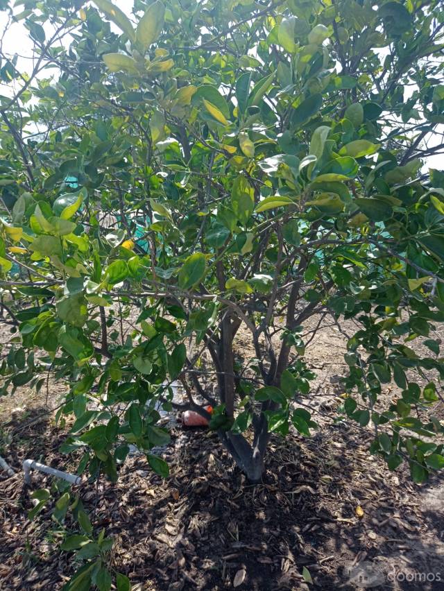 VENDO INMUUEBLE EN CIENEGUILLO SUR PARA CASA DE CAMPO