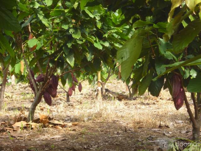 Vendo Fundo de 29.28 Hectareas con Cacao, Platanos, Arboles Maderables y Frutales