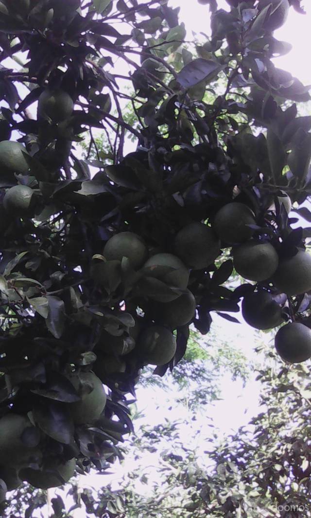 terreno acto  para comercializacion de productos agricolas