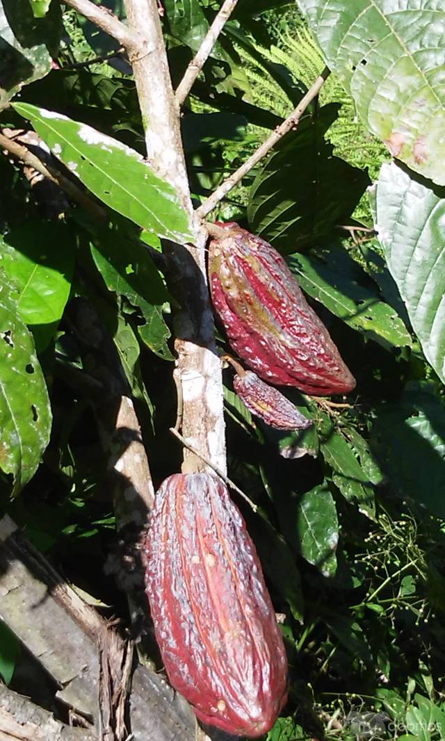 VENDO CHACRA  DE 3 HECTAREAS DE CACAO EN SANAMBO