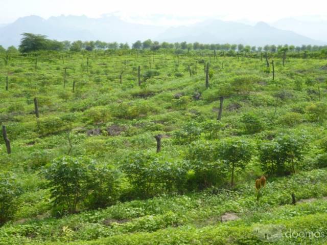 propietario vende terreno agriculo