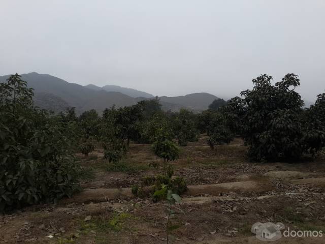 VENDO TERRENO 10, 416 m2 EN ESPERANZA ALTA -- HUARAL