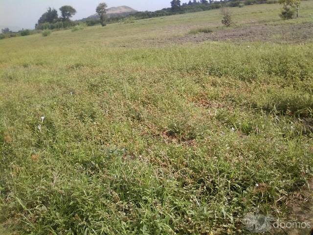 SE VENDE TERRENO AGRICOLA DE 40.000 MTS2 EN NUEVO CHIMBOTE