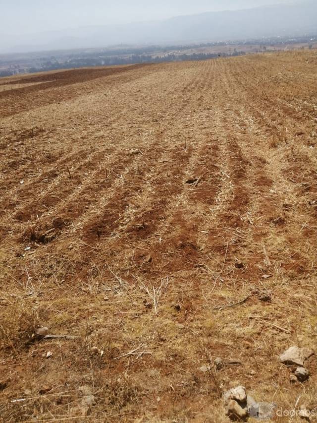 OCASIÓN: VENDO TERRENO AGRÍCOLA SECANO: