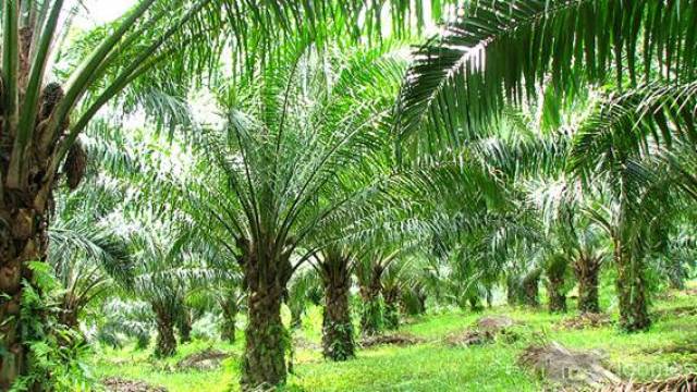 SAN MARTIN VENDEMOS TERRENO 22.5 HECTAREAS SEMBRIOS DE PALMAS