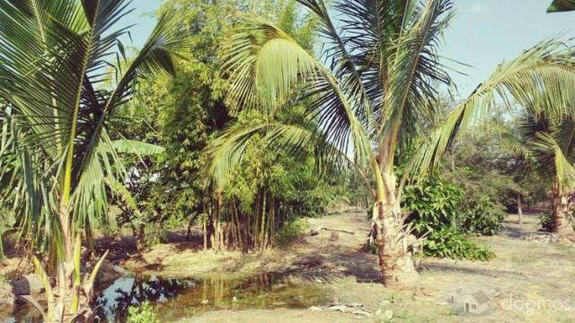 VENTA DE PARCELA AGRICOLA EN SAN LORENZO