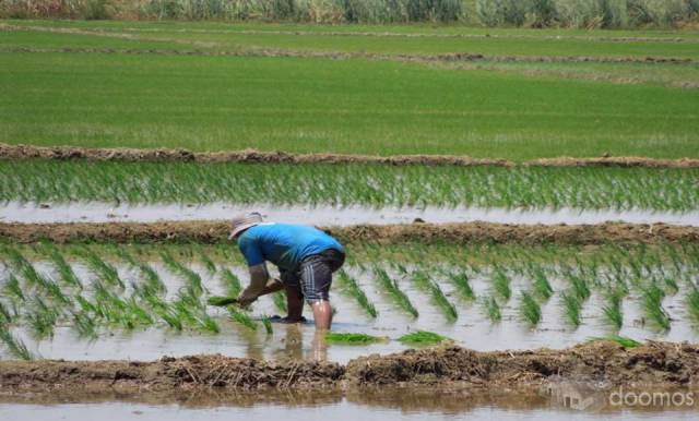 VENTA DE PARCELA AGRÍCOLA EN YUSCAY