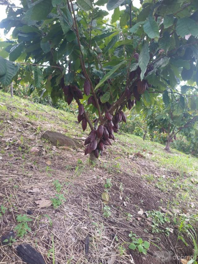 Se vende Finca de cacao