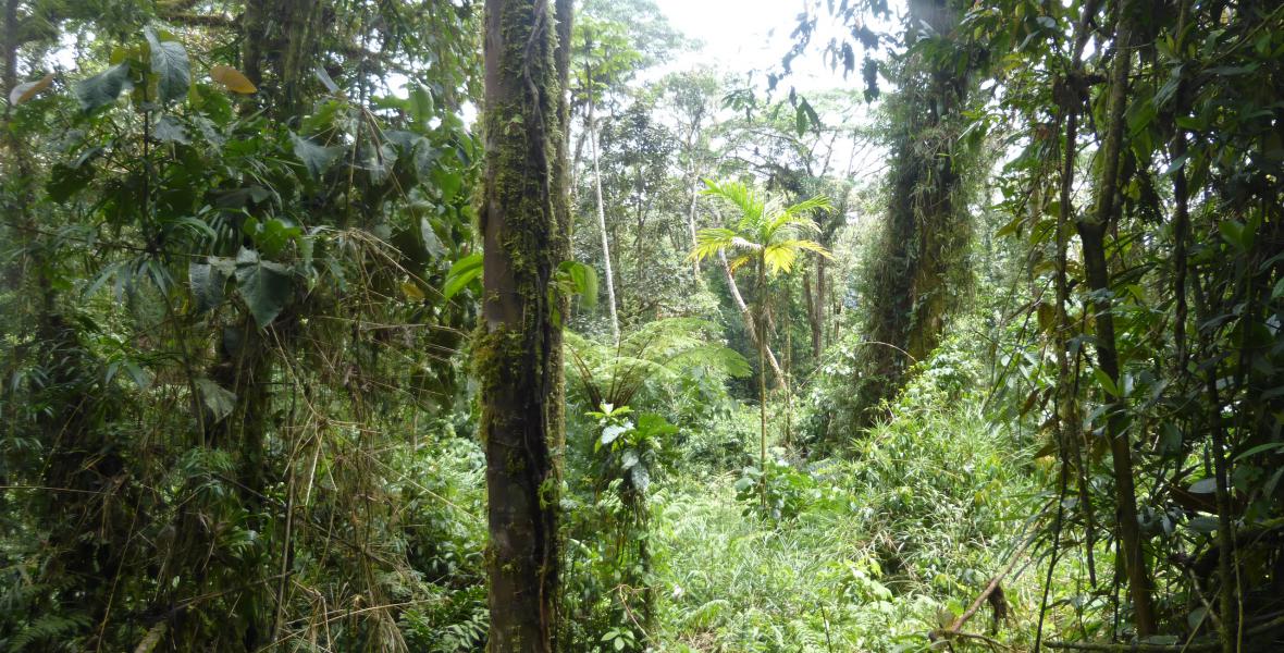 Terrenos Agricolas Venta Sector Vista Alegre Alto Penedo - SAN RAMON